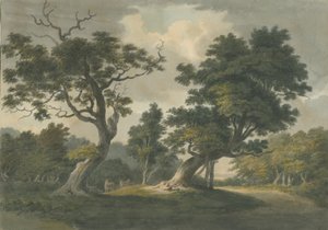 Needwood Forest: لوحة ألوان مائية ، بدون تاريخ [أوائل القرن التاسع عشر] بواسطة غير معروف
