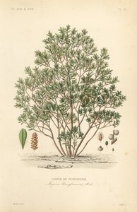 التوت الشمالي ، Myrica pensylvanica ، الكرز من pensylivanie بواسطة غير معروف