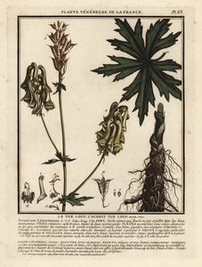لعنة الذئب الشمالية ، Aconitum lycoctonum. بواسطة فنان غير معروف
