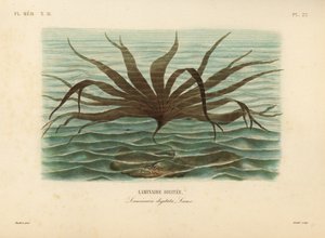 Oarweed ، Laminaria digitata ، Laminaire digitata بواسطة غير معروف
