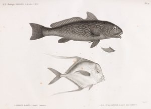 Ombrine Barbue & Gal D'Alexandrie بواسطة غير معروف