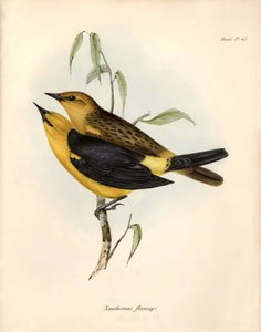 علم الطيور "Certhidea olivacea olivacea" زيتون جيوسبايز الذي لاحظه ووصفه تشارلز داروين أثناء رحلته الاستكشافية على متن السفينة بيجل. لوحة من "علم الحيوان في رحلة السفينة H.M.S. Beagle. الرحلة. الثالث، الطيور التي وصفها جون جولد، مع ملاحظة عن بواسطة فنان غير معروف