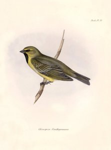 علم الطيور: "Chlorospiza xanthogramma" وصف لطيور المارة من قبل تشارلز داروين (1809-1882) التي لاحظها خلال رحلته الاستكشافية على متن السفينة بيغل. لوحة من "علم الحيوان في رحلة السفينة H.M.S. Beagle. الرحلة. III، الطيور التي وصفها جون جولد، مع ن بواسطة فنان غير معروف