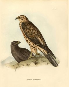 علم الطيور "Craxirex Galapagoensis" فوهة "Craxirex Galapagoensis" من جزر غالاباغوس التي وصفها تشارلز داروين (1809-1882) خلال بعثته على متن السفينة بيغل. لوحة من "الطيور التي وصفها جون جولد، مع ملاحظة عن عاداتها بقلم تشارلز داروين بواسطة فنان غير معروف