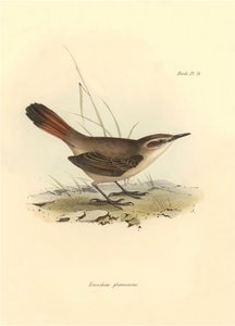 علم الطيور: "Eremobius phoenicurus" الذي وصفه تشارلز داروين خلال بعثته على متن السفينة بيجل. لوحة من "علم الحيوان في رحلة السفينة H.M.S. Beagle. الرحلة. III، الطيور التي وصفها جون جولد، مع ملاحظة عن عاداتها بقلم تشارلز داروين بواسطة فنان غير معروف