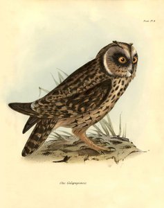 علم الطيور "Otus Galapagoensis" بومة غالاباغوس التي وصفها تشارلز داروين (1809-1882) خلال بعثته على متن السفينة بيغل. لوحة من "الطيور التي وصفها جون جولد، مع ملاحظة عن عاداتها بقلم تشارلز داروين بواسطة فنان غير معروف