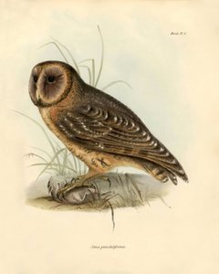 علم الطيور: بومة "Strix punctatatissima" التي وصفها تشارلز داروين (1809-1882) خلال بعثته على متن السفينة بيغل. لوحة من "الطيور التي وصفها جون جولد، مع ملاحظة عن عاداتها بقلم تشارلز داروين بواسطة فنان غير معروف