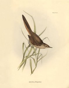 علم الطيور: "Synallaxis rufogularis" الذي وصفه تشارلز داروين خلال بعثته على متن السفينة بيجل. لوحة من "علم الحيوان في رحلة السفينة H.M.S. Beagle. الرحلة. III، الطيور التي وصفها جون جولد، مع ملاحظة عن عاداتها بقلم تشارلز داروين بواسطة فنان غير معروف