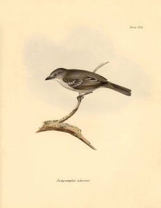 علم الطيور: طائر "Pachyramphus albescens" من فصيلة الزان الذي وصفه تشارلز داروين خلال رحلته الاستكشافية على متن السفينة بيغل. لوحة من "علم الحيوان من رحلة السفينة H.M.S. Beagle تحت قيادة الكابتن فيتزروي خلال السنوات من 1832 إلى بواسطة فنان غير معروف