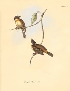 علم الطيور: طائر "Pachyramphus minimus" من فصيلة الزان الذي وصفه تشارلز داروين خلال رحلته الاستكشافية على متن السفينة بيغل. لوحة من "علم الحيوان لرحلة السفينة H.M.S. Beagle تحت قيادة الكابتن فيتزروي خلال السنوات من 1832 إلى 1 بواسطة فنان غير معروف