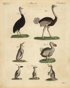 النعامة ، Struthio camelus ، cassowary ، Struthio casuarius ، الدودو المنقرض ، Raphus cucullatus ، وأنواع البطريق بواسطة غير معروف