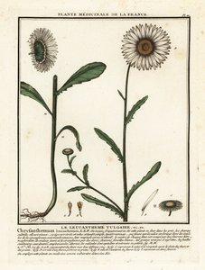 ديزي عين الثور ، Leucanthemum vulgare. بواسطة فنان غير معروف