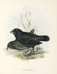 زوج من العصافير الأرضية الكبيرة ، جزر غالاباغوس ، ج 1832-1836 بواسطة غير معروف
