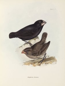 زوج من العصافير ، جزر غالاباغوس ، ج 1832-1836 بواسطة غير معروف