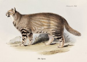 قط بامباس ، أمريكا الجنوبية ، ج 1832-1836 بواسطة غير معروف