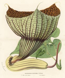 Pararistolochia goldieana (Aristolochia goldieana). مطبوعة حجرية ملونة باليد من كتاب لويس فان هوت وتشارلز لومير "زهور حدائق ودفيئات أوروبا"، زهور حدائق أوروبا وحدائقها، غنت، بلجيكا بواسطة فنان غير معروف