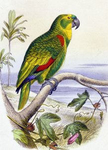 ببغاء برأس أمامي أزرق، حوالي عام 1850 (نقش) بواسطة فنان غير معروف