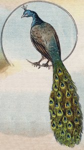 الطاووس. نقش في "Alphabet de ma petite fille". برناردين-بيشيت وفلس ، بائعون وناشرون ، باريس ، حوالي عام 1895. ألبوم غير قابل للكسر على قماش. Bibliotheque des Bebes. 12 صفحة. ألبوم يحتوي على طريقة قراءة ومختصر توضيحي. قاتمة: بواسطة غير معروف