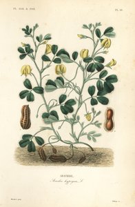 الفول السوداني أو الفول السوداني ، Arachis hypogaea ، Arachide بواسطة غير معروف