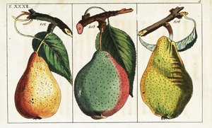 أصناف الكمثرى ، Pyrus communis. بواسطة فنان غير معروف