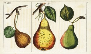 أصناف الكمثرى ، Pyrus communis. بواسطة فنان غير معروف