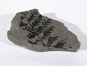 Pecopteris (عاريات البذور سعفة) وجدت في كاميرتون ، سومرست ، العصر الكربوني العلوي (الصورة) بواسطة غير معروف