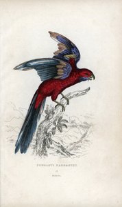 ببغاء بينانت، Psittacus pennantii. Platycercus elegans. بواسطة فنان غير معروف