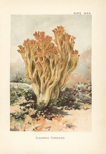 فطر المرجان الوردي أو الكلافاريا الجميلة، راماريا فورموزا (كلافاريا فورموزا). مطبوعة بالألوان بعد رسم توضيحي نباتي لويليام هاميلتون جيبسون من كتابه "ضفادعنا وفطرنا الصالح للأكل". بواسطة فنان غير معروف