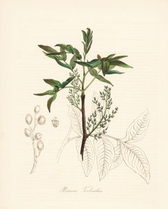  بواسطة فنان غير معروف
