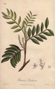الفستق العدسي (Pistacia lentiscus) - ماء قوي من قبل ويليام كلارك لتوضيح كتاب "النباتات الطبية، وصف النباتات الطبية في لندن وإدنبرة ودبلن" لجون ستيفنسون وجيمس مورس تشرشل، الذي نشره جون تشرش في لندن بواسطة فنان غير معروف