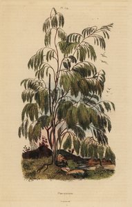 Plocama pendula shrub بواسطة غير معروف