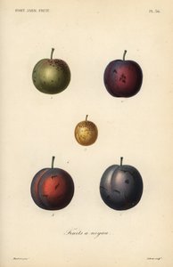 الخوخ والبرقوق ، Prunus domestica بواسطة غير معروف