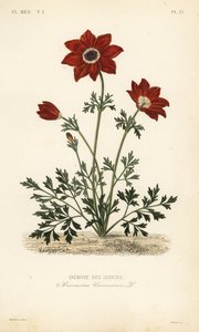 شقائق النعمان الخشخاش أو القطيفة الإسبانية ، شقائق النعمان التاجية ، شقائق النعمان des jardins بواسطة غير معروف