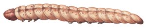 حفار الذرة - حفار الذرة الأوروبي (Ostrinia nubilalis) بواسطة فنان غير معروف