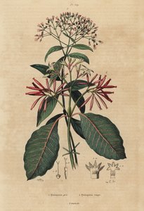 الكينين ، Cinchona officinalis 1 و Ladenbergia oblongifolia ، المعرضة للخطر ، 2 بواسطة غير معروف