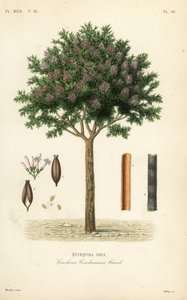 الكينين أو لحاء الكينا ، Cinchona officinalis ، Cinchona condaminea ، Quinquina gris بواسطة غير معروف