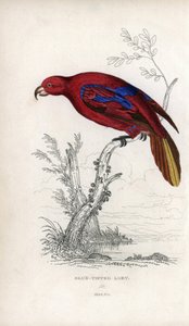 لوري الأحمر، إيوس روبرا Psittacus caeruleatus. مطبوعة حجرية لجوزيف كيد، استناداً إلى رسم لجون أودوبون، في متفرقات التاريخ الطبيعي: الببغاوات، السير توماس ديك لودر والكابتن توماس براون، نُشر في إدنبرة، اسكتلندا، عام 1833. بواسطة فنان غير معروف