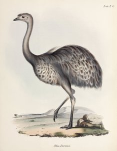 ريا ، أمريكا الجنوبية ، عام 1832-1836 بواسطة فنان غير معروف