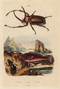 وحيد القرن خنفساء الجعران ، Golofa porteri 1 ، Cretan Scar-fish ، Scarus creticus 2 ، و Scarites buparius beetle 3 بواسطة غير معروف