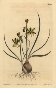Riband albuca ، Albuca vittata بواسطة غير معروف