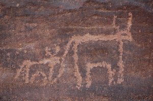Rock art, Prehistory: Engraving of a cow and its calf in the Uweinat massif, Egypt. (Period from 8000 to 3000 years BC). Photography بواسطة غير معروف