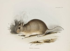 القوارض ، ج 1832-1836 بواسطة فنان غير معروف