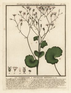 saxifrage دائري الأوراق ، Saxifraga rotundifolia. بواسطة فنان غير معروف