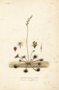 ندية مستديرة الأوراق أو ندية مشتركة ، Drosera rotundifolia ، Droserie a feuilles rondes بواسطة غير معروف