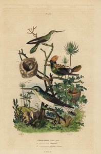 الطائر الطنان ذو الذيل الحمير ، Amazilia tzacatl ، مغناج معنقدة ، Lophornis ornatus ، والجنية ذات الأذنين السوداء ، هيليوثريكس أوريتوس ، طائر ذبابة رمادية البطن ، هدهد كول ، آذان زرقاء بواسطة غير معروف