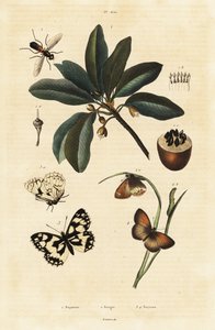 Sapodilla والعث. بواسطة فنان غير معروف