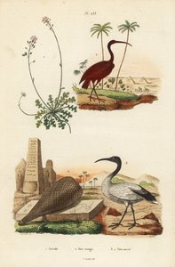 أبو منجل القرمزي ، Eudocimus ruber 2 ، أبو منجل الأفريقي المقدس ، Threskiornis aethiopicus 3،4 ، و candytuft ، Iberis sempervirens 1 بواسطة غير معروف