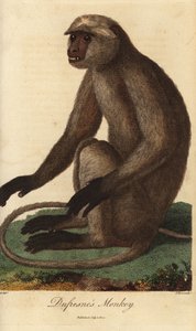 Semnopitheque entelle - اللانغور الرمادي أو اللانغور هانومان، Semnopithecus entellus (قرد دوفرين، سيميا انتيلوس) - نقش على لوح نحاسي ملون يدوي بقلم ج. باس بعد رسم توضيحي لجون بابتيست أودبيرت من كتاب النظام العالمي للنبات لإبينيزر سيبلي بواسطة فنان غير معروف