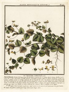 Sharpleaf cancerwort, Kickxia elatine. بواسطة فنان غير معروف