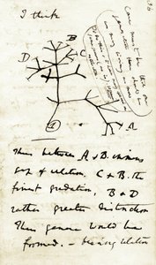 رسم تخطيطي لتشارلز داروين (1809-1882) من أول دفتر ملاحظاته "تحول الأنواع": هذا أول رسم تخطيطي له يشير إلى نظريته في التطور. 1837 بواسطة فنان غير معروف